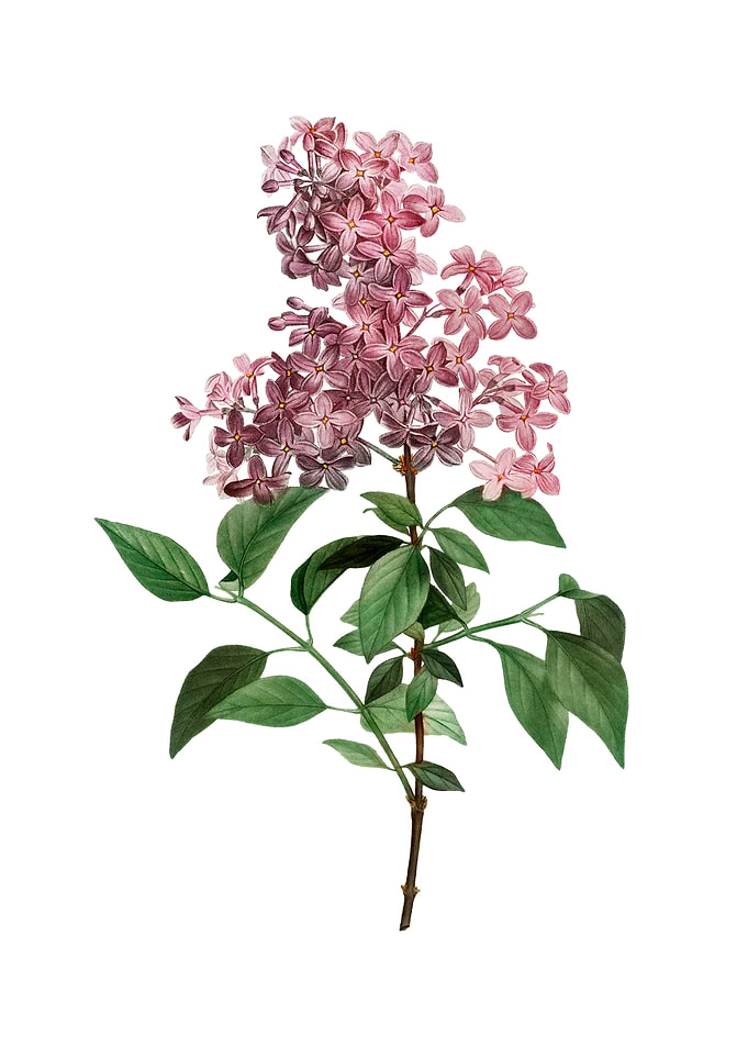 Vintage Chinese Lilac