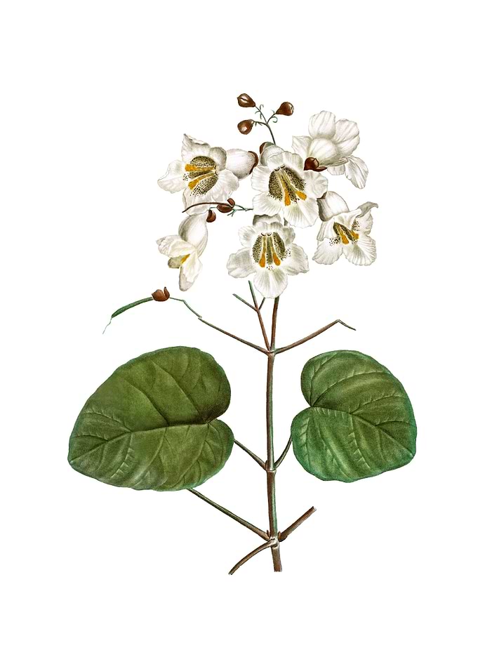 Catalpa Cordifolia Flower