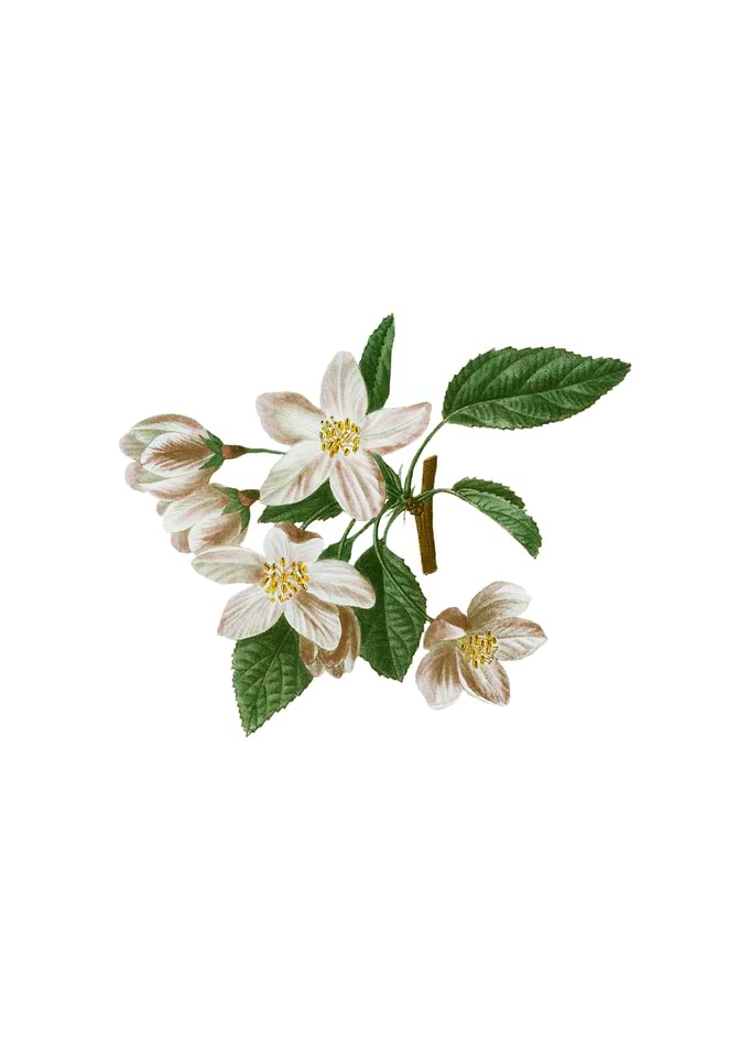 Vintage Crabapple on White