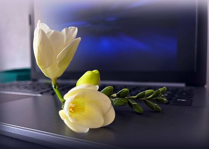 White yellow freesia