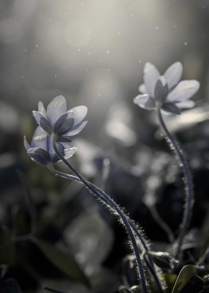 Forest flowers, macro