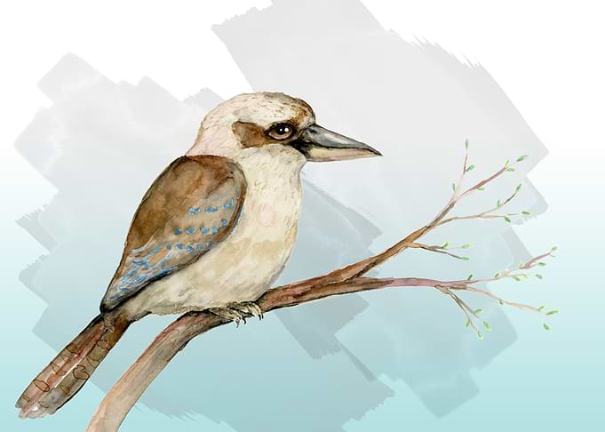 Kookaburra watercolor