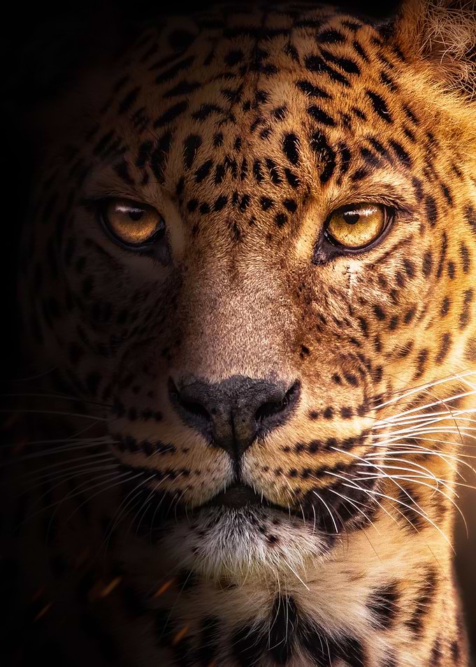 golden jaguar face poster