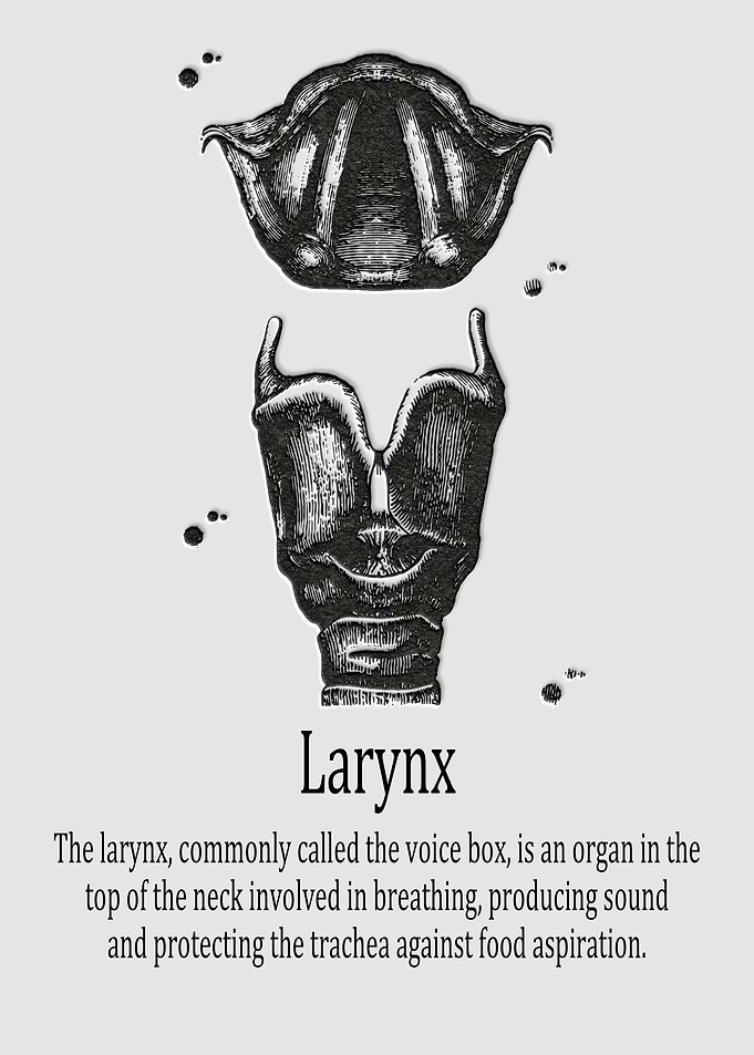 Larynx
