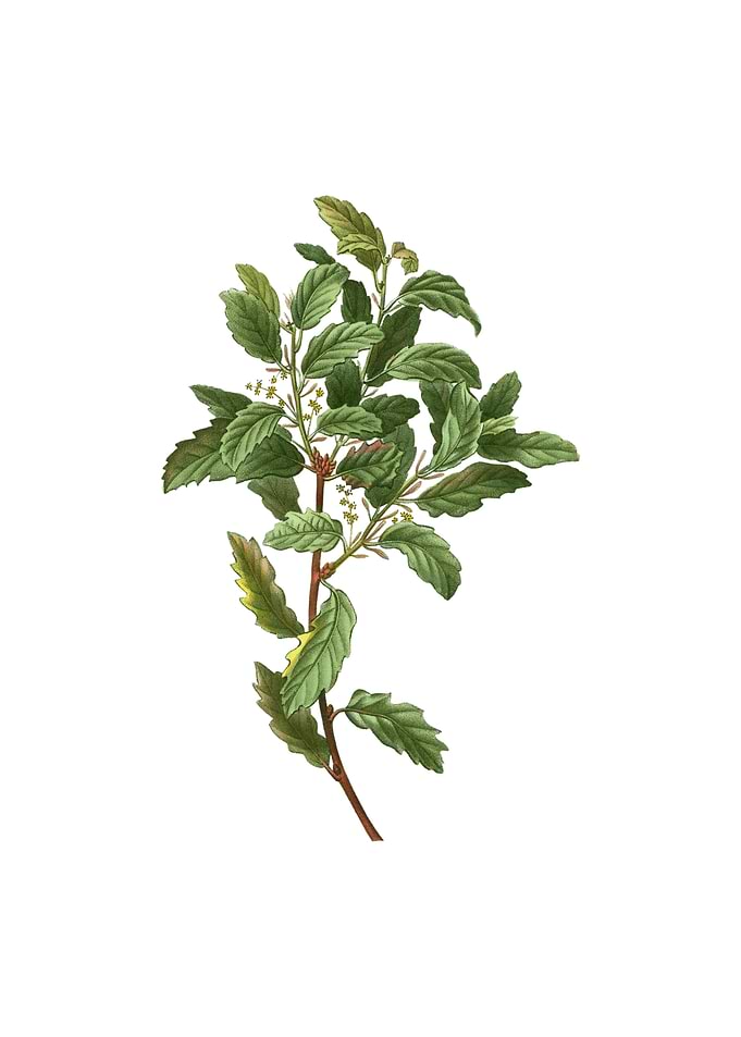 Vintage Evergreen Oak