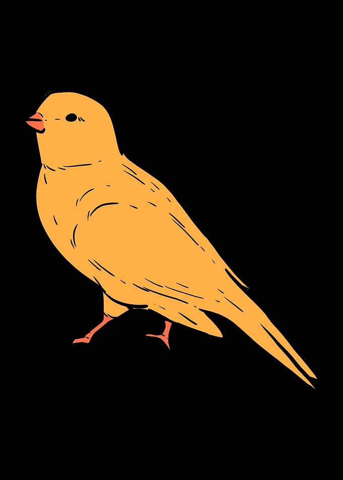 Canary Birds