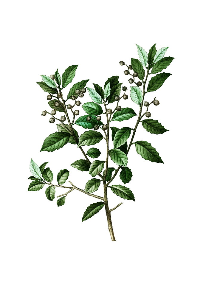 Vintage Evergreen Oak