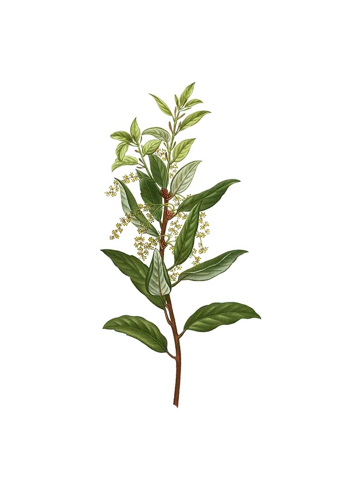 Vintage Evergreen Oak