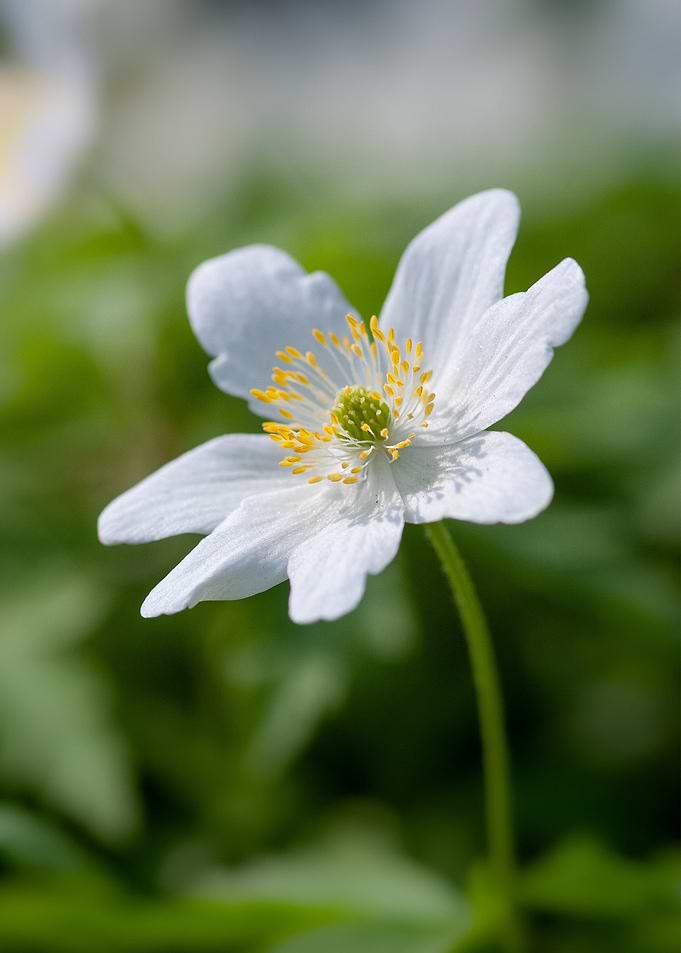 Anemone