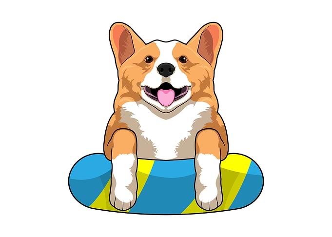 Welsh Corgi Swimming