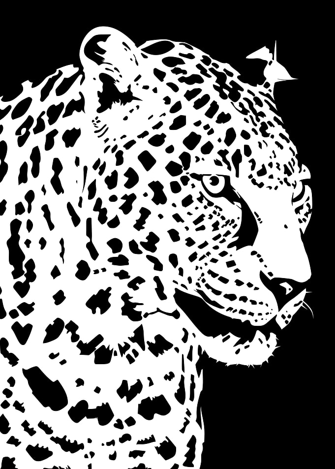 Leopard Illustration