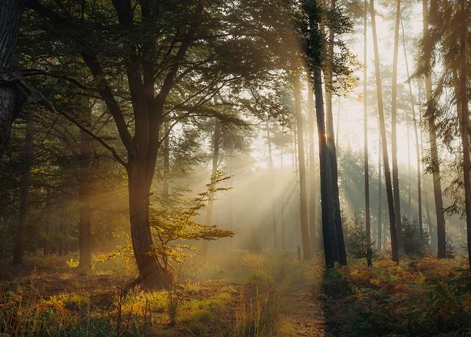 Sunrise in a beech forest