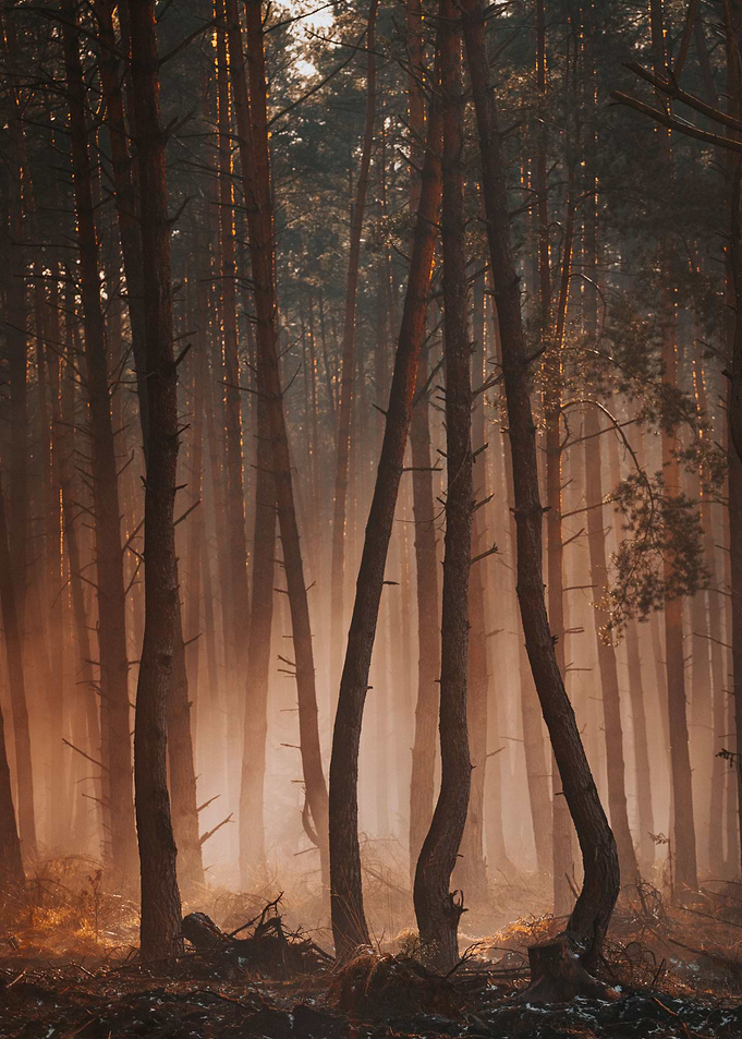 FIRE MORNING