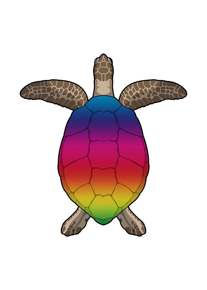 Turtle Colorful