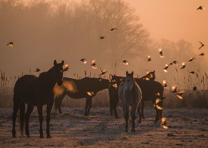 horses in the morning
