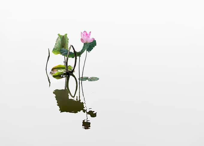 Beautiful lotus