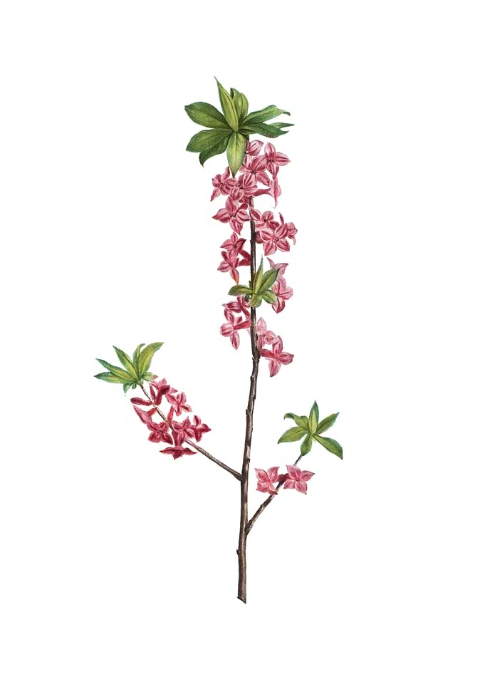 February Daphne Flowers
