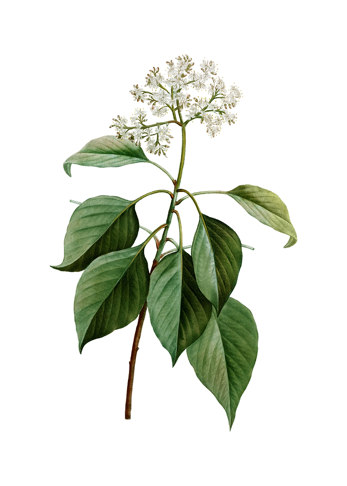 Vintage Pagoda Dogwood