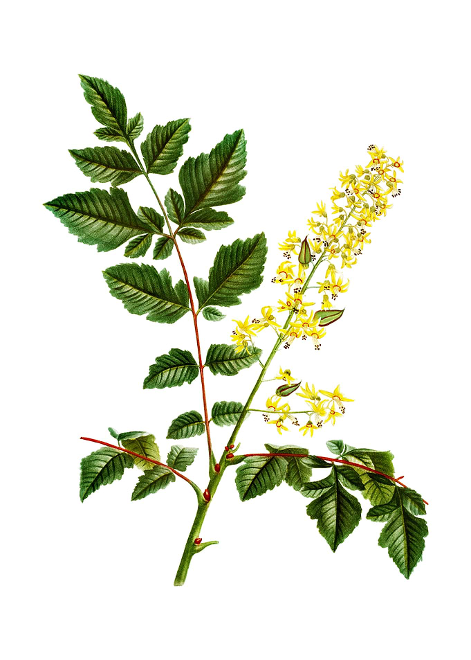 Vintage Golden Rain Tree