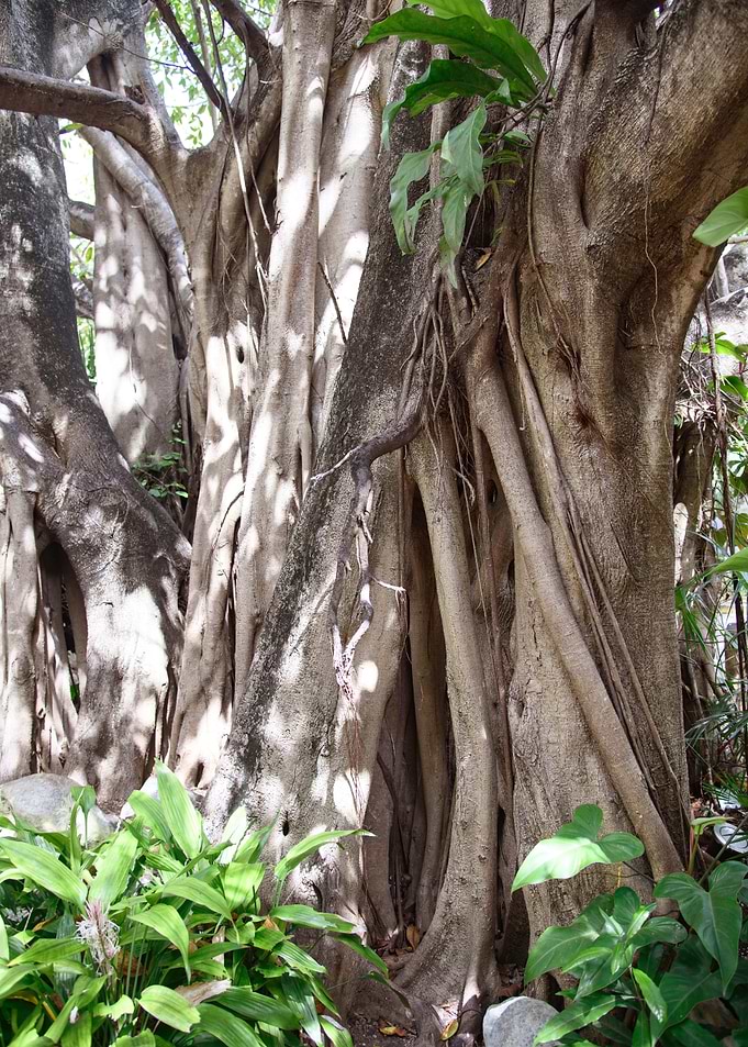 Caribbean Jungle Tree 1