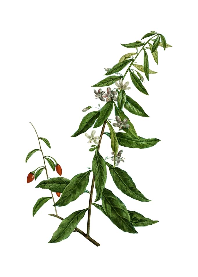 Vintage Goji Berry Tree