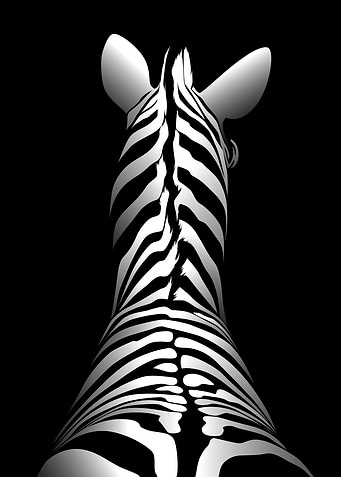Minimalist Zebra