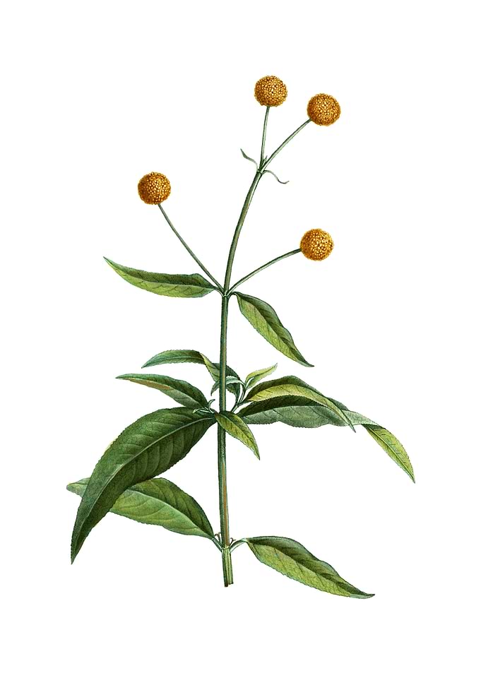 Vintage Orange Ball Tree
