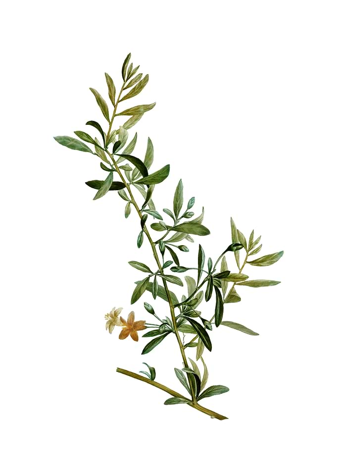 Vintage Goji Berry Branch