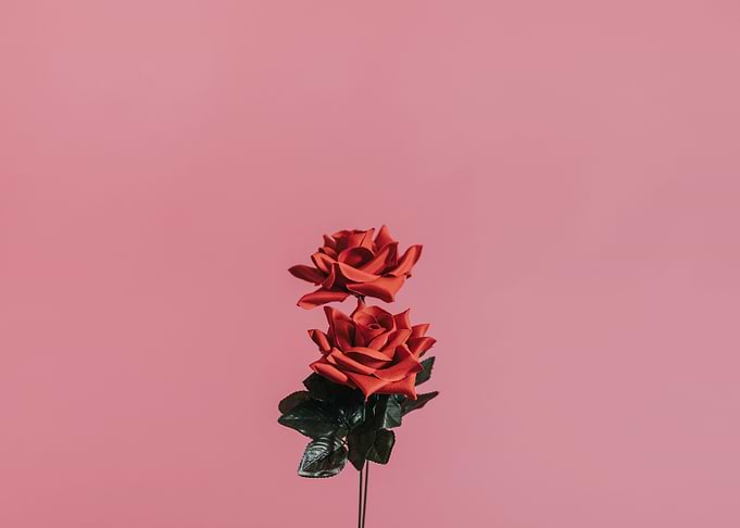 Two Roses
