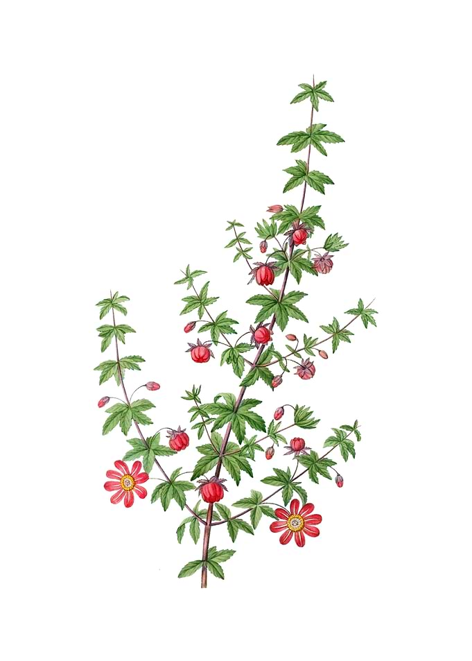 Madder Leaved Bauera