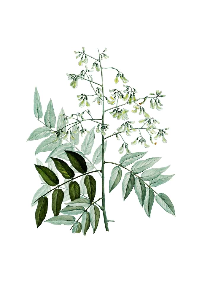 Japanese Pagoda Tree