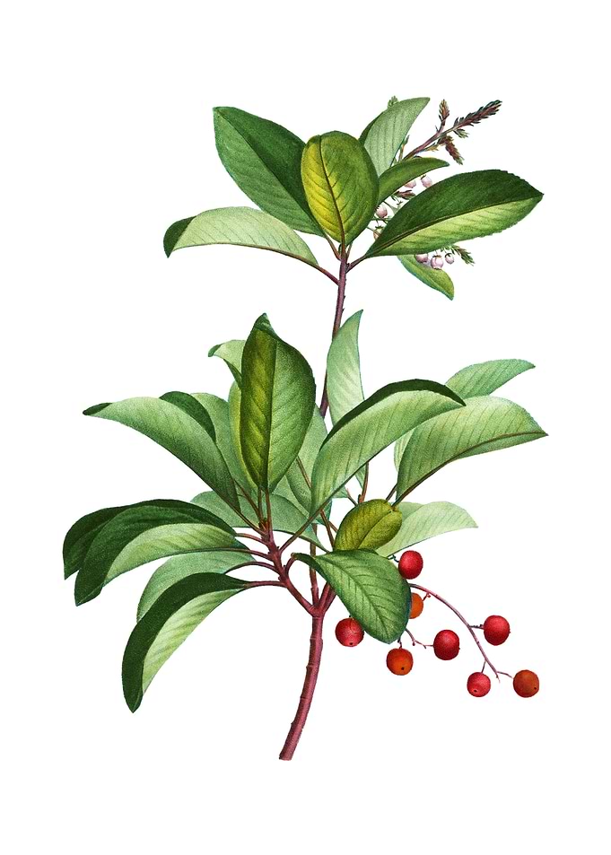 Greek Strawberry Tree