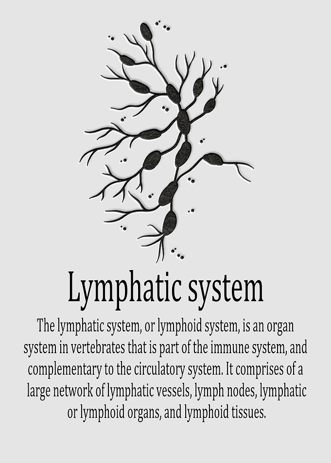 Lymphatic system