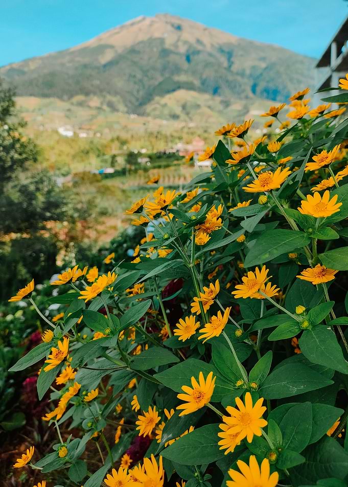 flower