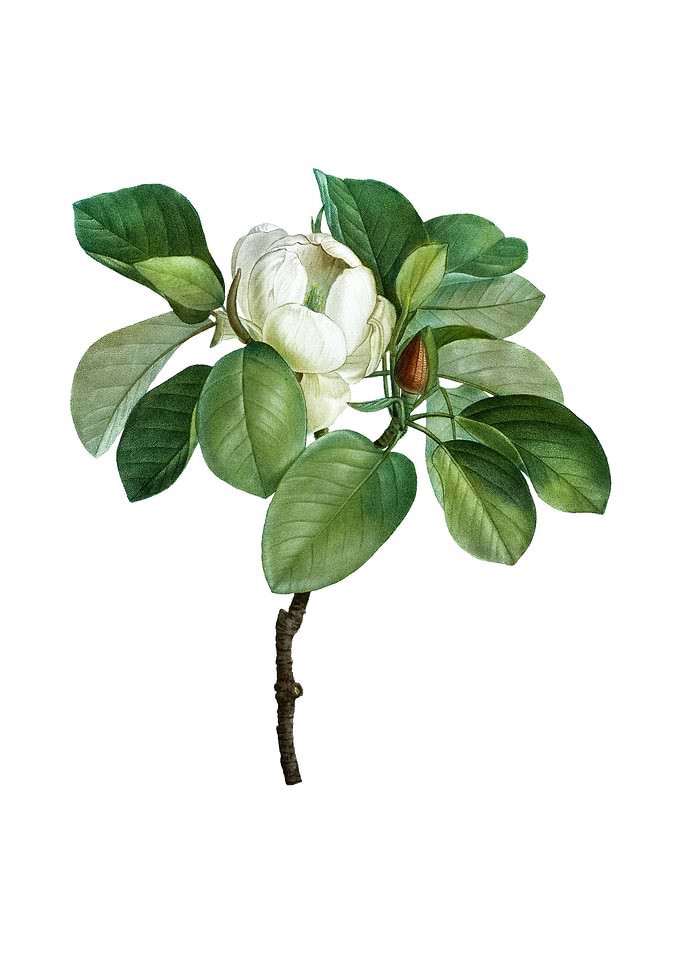 Vintage Magnolia Elegans