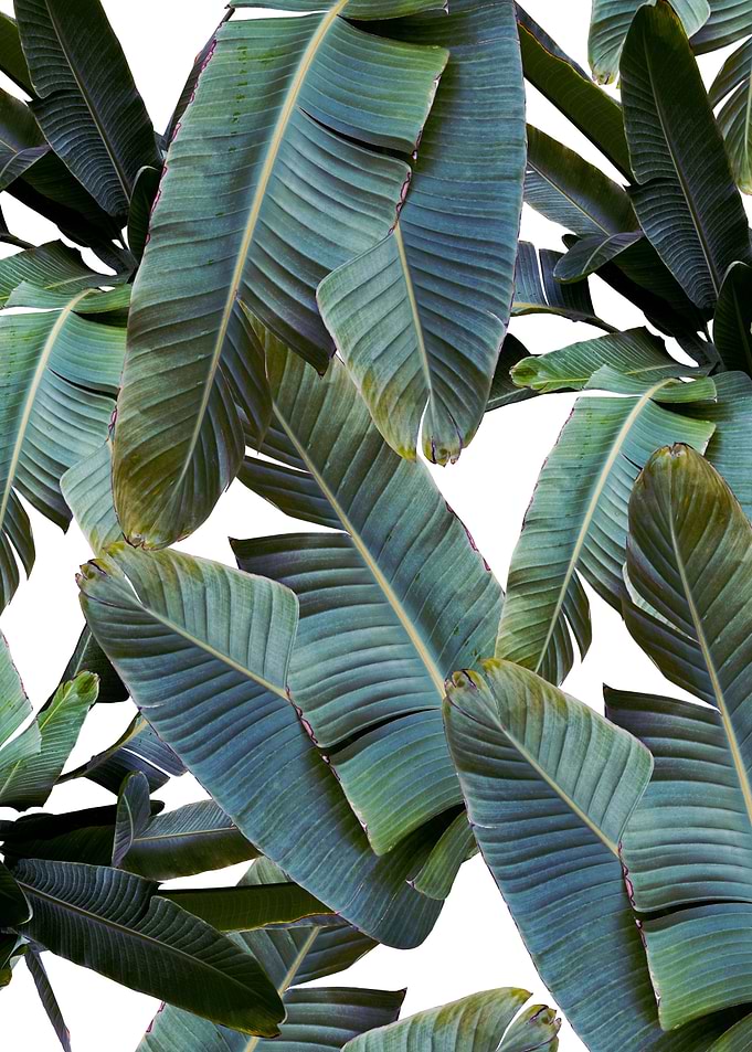 Tropical Banana Leaves 4