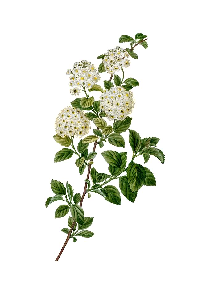 Germander Meadowsweet