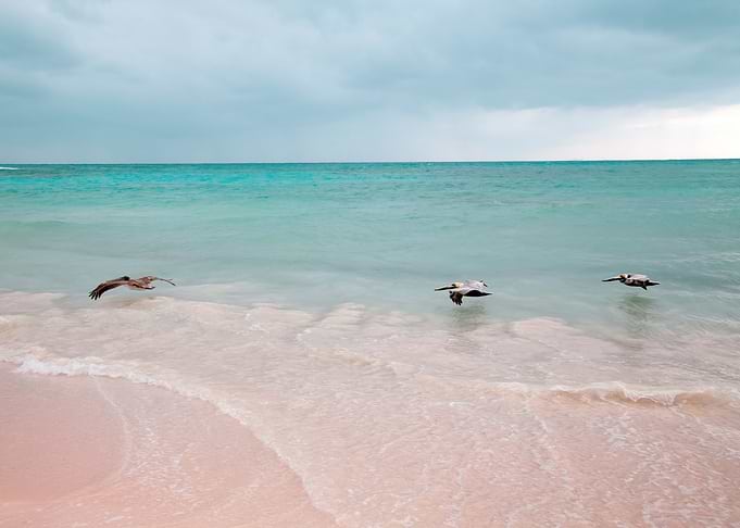 Pelican Trio Caribbean 1