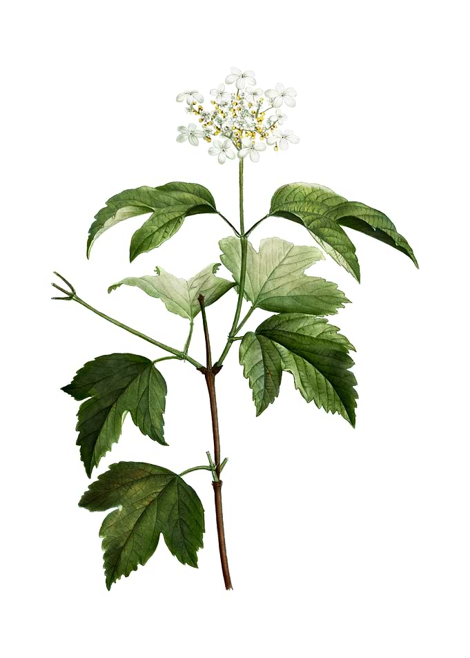Vintage Guelder Rose