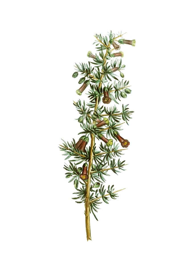 Vintage Kraal Honey Thorn