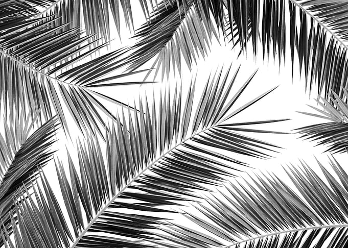 Palm Leaves Jungle 3