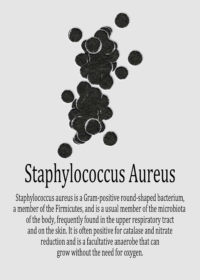Staphylococcus Aureus