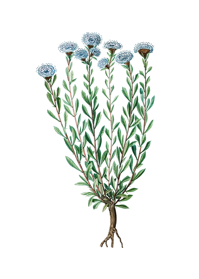 Vintage Globe Daisies