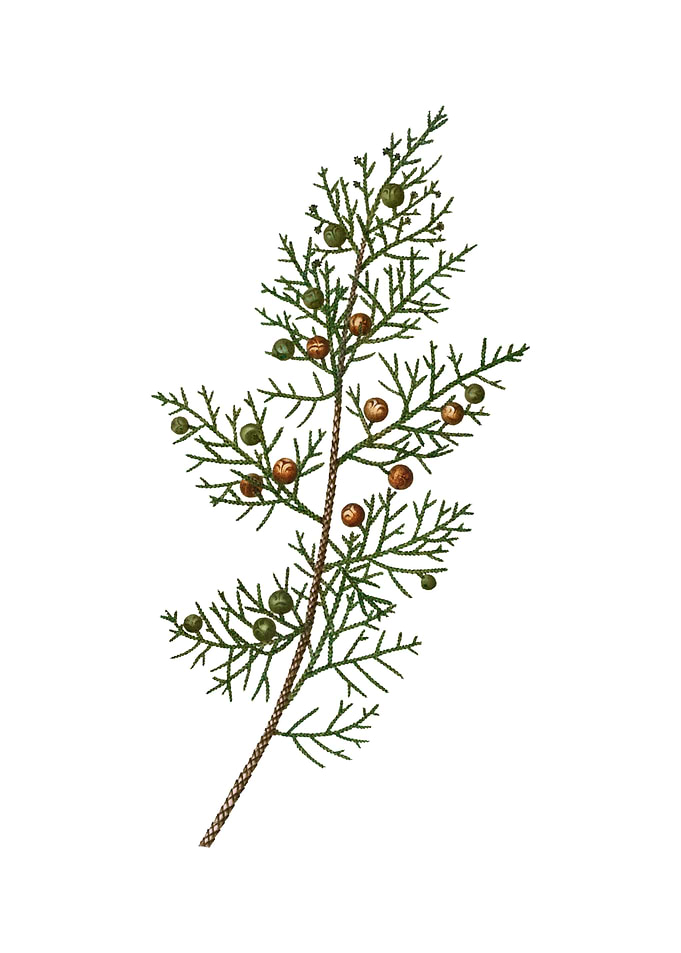 Vintage Phoenicean Juniper