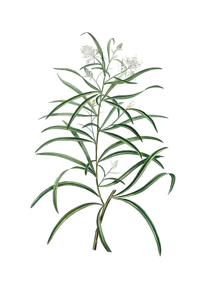 Narrow Leaved Spider