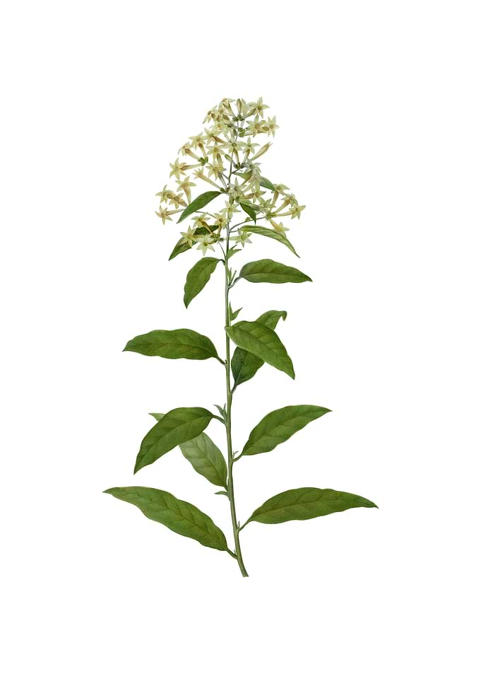 Vintage Green Cestrum