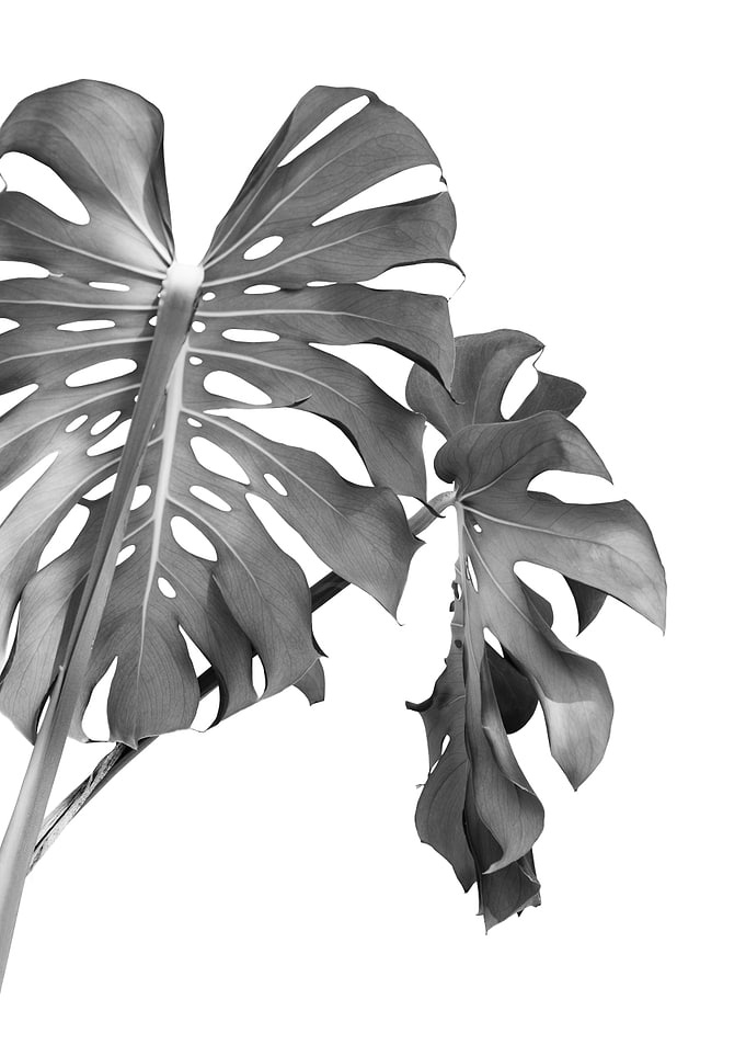 Monstera Beauty 2