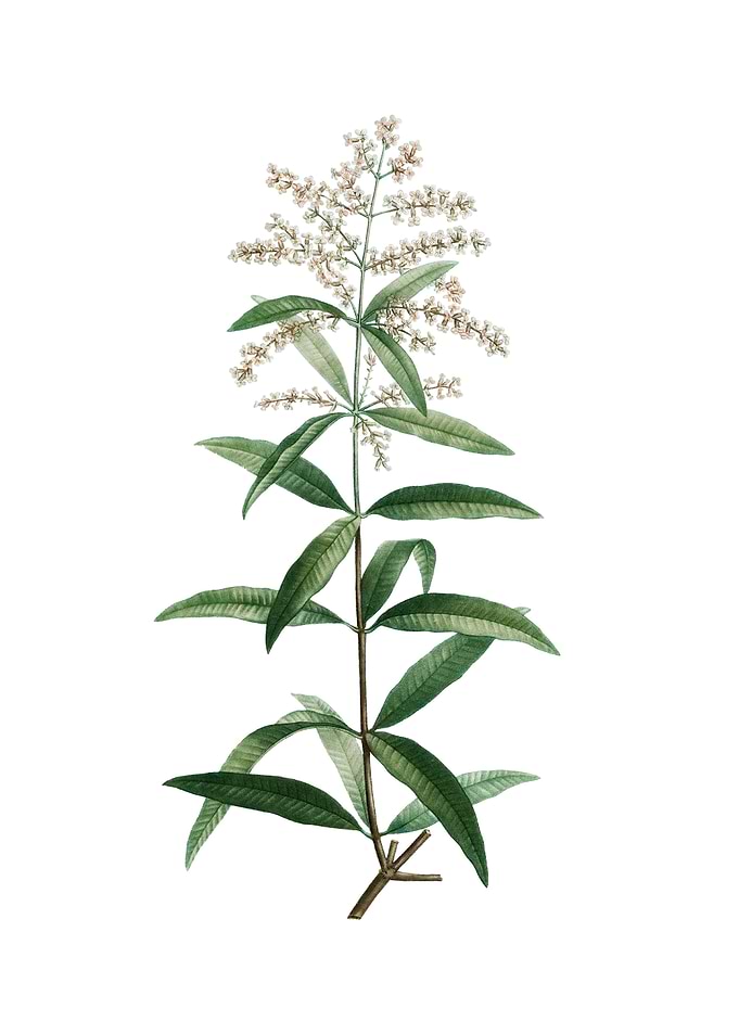 Lemon Verbena Branch