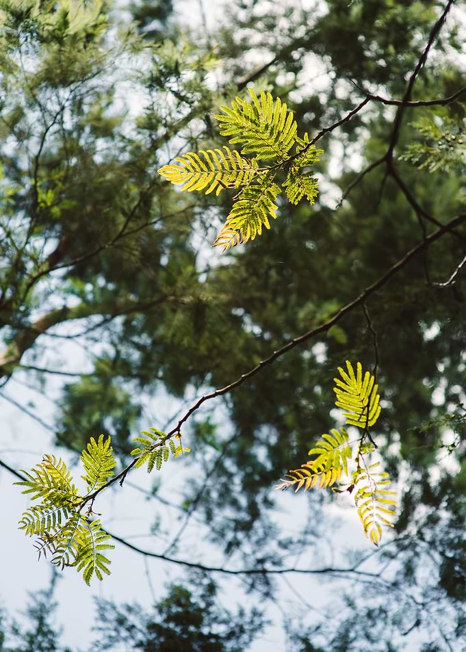 leaf