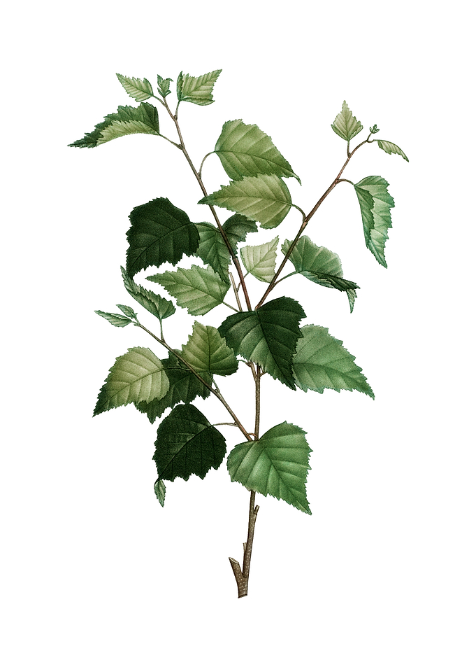 Vintage Silver Birch